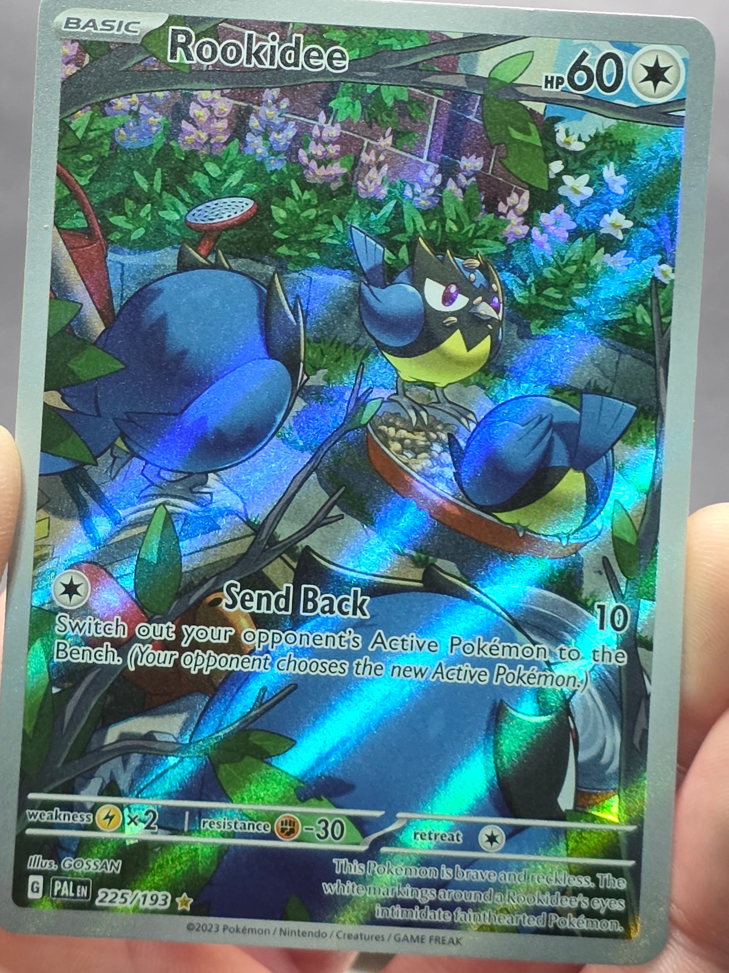 Rookidee - Illustration Rare SV02: Paldea Evolved 225/193 NM